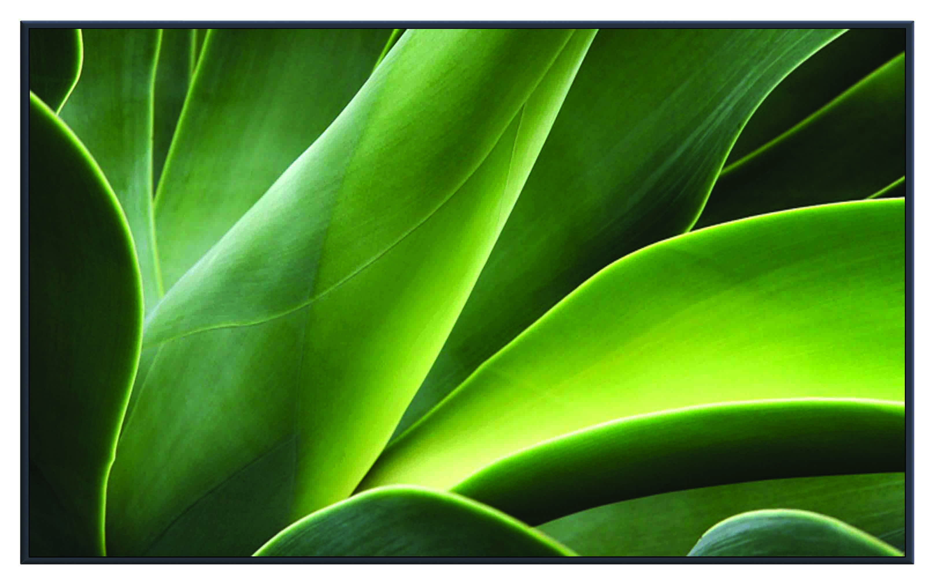 ASG201 Wall décor art printed on glass botanical